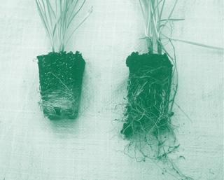Root Development: A Critical Difference Spence Restoration Nursery 3 Spence Restoration Nursery plants The network of roots is spread throughout the container with no encircling tendencies.