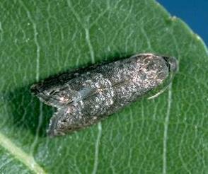 Oriental fruit moth Pyrethroid resistance confirmed in Calhoun County Survival at diagnostic dose that