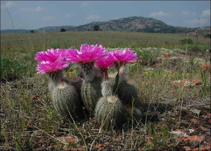 JANUARY 2017 WEBPAGE https://sites.google.com/site/cocssok/ Echinocereus reichenbachii subsp baileyi in the Wichita Mountains NWR, Oklahoma. Mount Scott in the background.