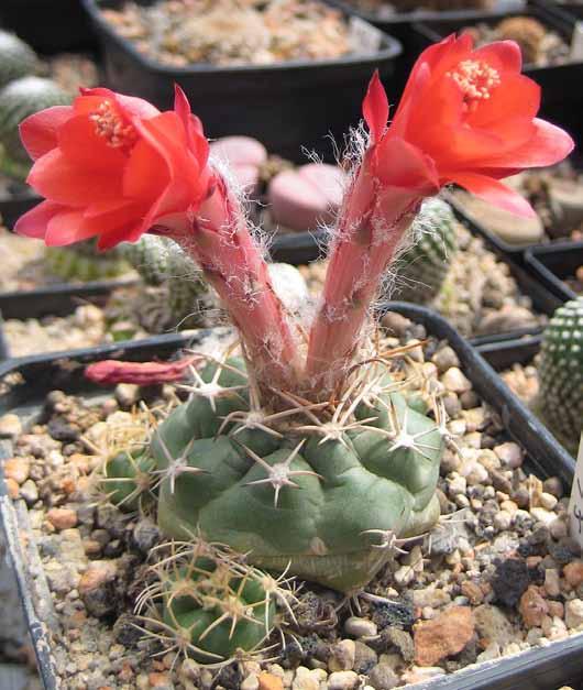 January 2017, issue SUCCULENT PLANTS by Rosario Douglas The Genus Matucana A A genus of about 20 species of primarily small globular cacti, Matucana is named after the city of the same name.