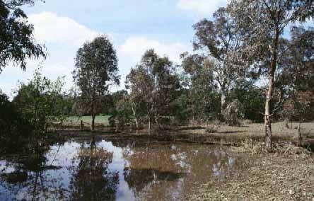 10 Warringal Conservation Society at Banyule Flats pond at the northeast corner of the Swamp, where a major drain enters.