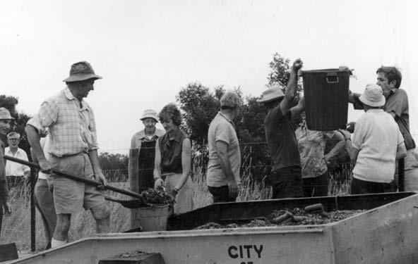 WCS), Gavin Baird, obscure, Brian Ekers with shovel, Jack Wright,?Mrs Sargent, Cr.. Hec Davis, Howard Jarman and Gary Griffin lifting bin, two unknowns. Spreading mulch Jan 1981.