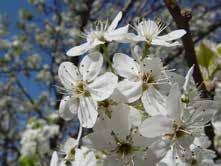 Landscape IPM Advisory Weekly Pest Update for Woody Ornamentals, Utah State University Extension, April 29, 2015 What s In Bloom (Salt Lake City area) Blackhaw viburnum: first bloom Crabapple: end