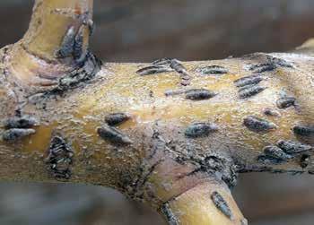 Page 3 Oystershell Scale Hosts: many deciduous ornamentals treat crawlers now Honeylocust is a widely planted tree that we typically don t think of as having problems with borers.