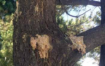 Larger, healthy trees can withstand attack. Keep in mind that after the moths exit the trees, the pitch mass will remain on the trunk, possibly for several years, unless they are removed by hand.