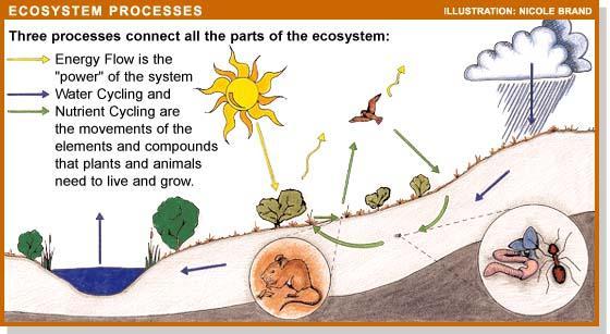 Ecosystems and Plant Growth Our model is the ecosystem w/