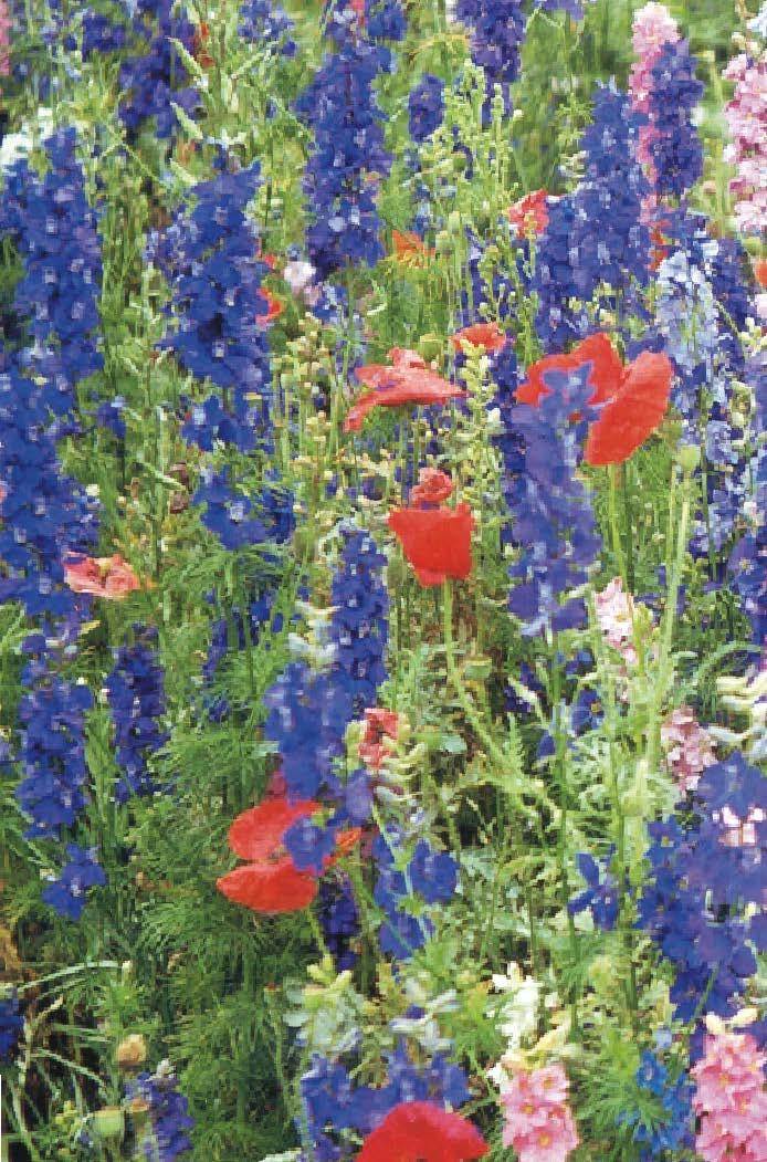 1991-2009 Wildflowers are a big hit in Richardson Popularity of the program grows with each spring, Richardson City Council authorizes purchase of more wildflowers to expand the program.