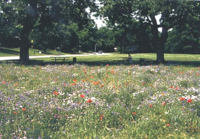 Locations in Richardson that receive wildflowers annually: Spring: o Parks and Natural Areas o Civic Center City Hall