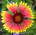 Native Wildflowers Clasping Indian Blanket Mexican Hat Cone Flower Plains Coreopsis