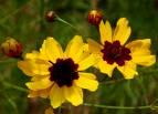 Coreopsis Purple Cone Flower Scarlet Sage Native wildflowers are indigenous to the