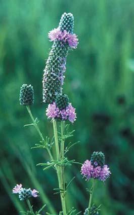 PLANT LIST Tall/Wet Seed Mix from Prairie Restorations, Inc. Height 3'-7' For wetland and riparian zones.