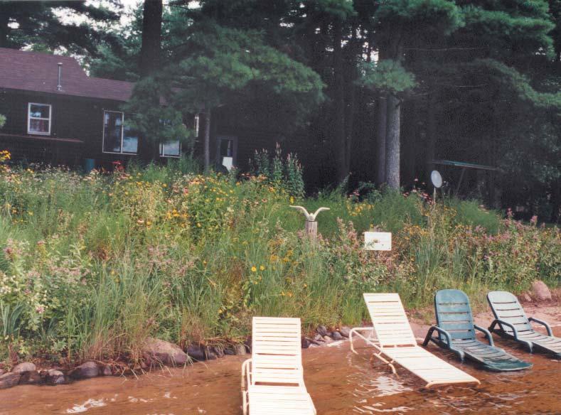 The water level is considerably higher in this picture in 2002 than when the site was planted in 2000.