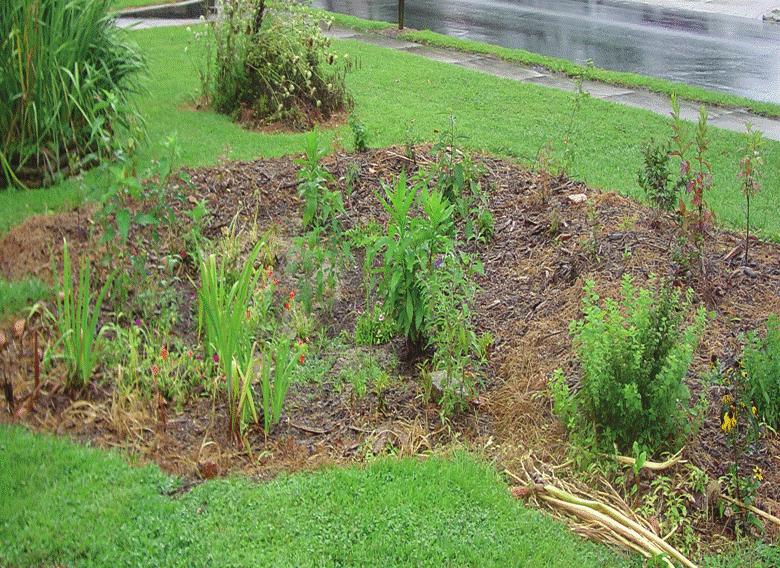 Raingardens are placed between stormwater runoff sources (roofs, driveways, parking lots) and runoff destinations (storm drains, streams, and lakes).