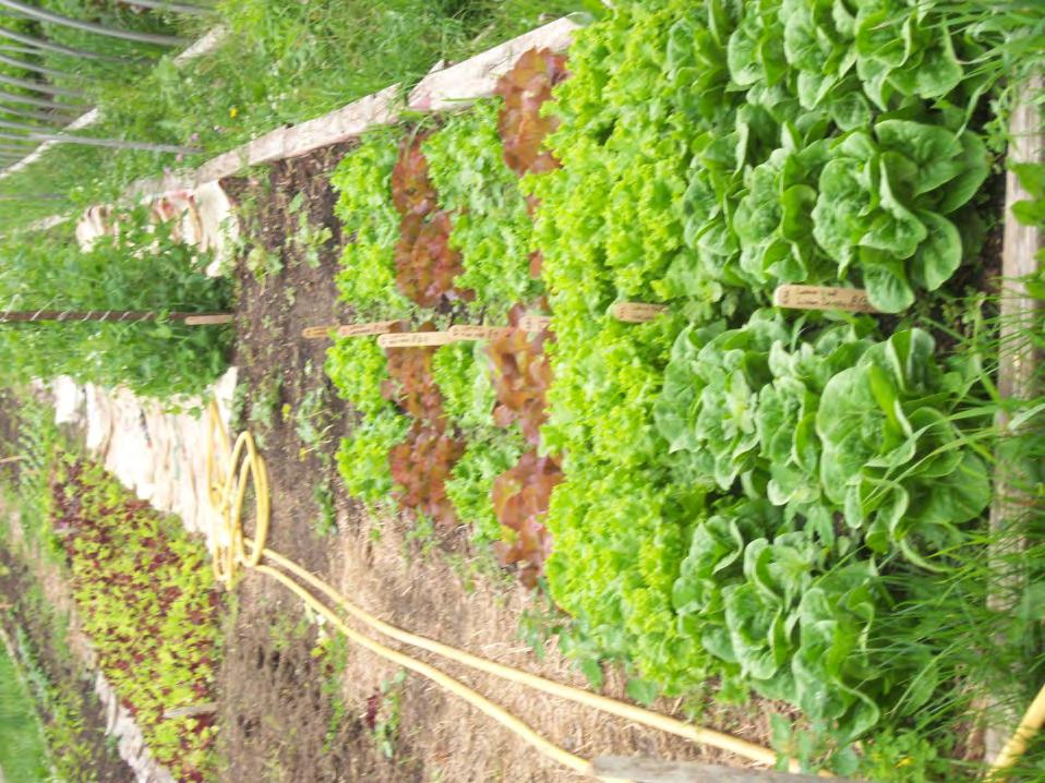 WHY? Intensive Vegetable Gardening Practices Increase productivity/maximize yields