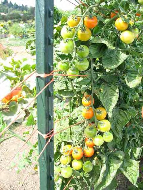Growing vertically Grow upward to save space Make use of trellises, nets, strings, cages, panels, or poles