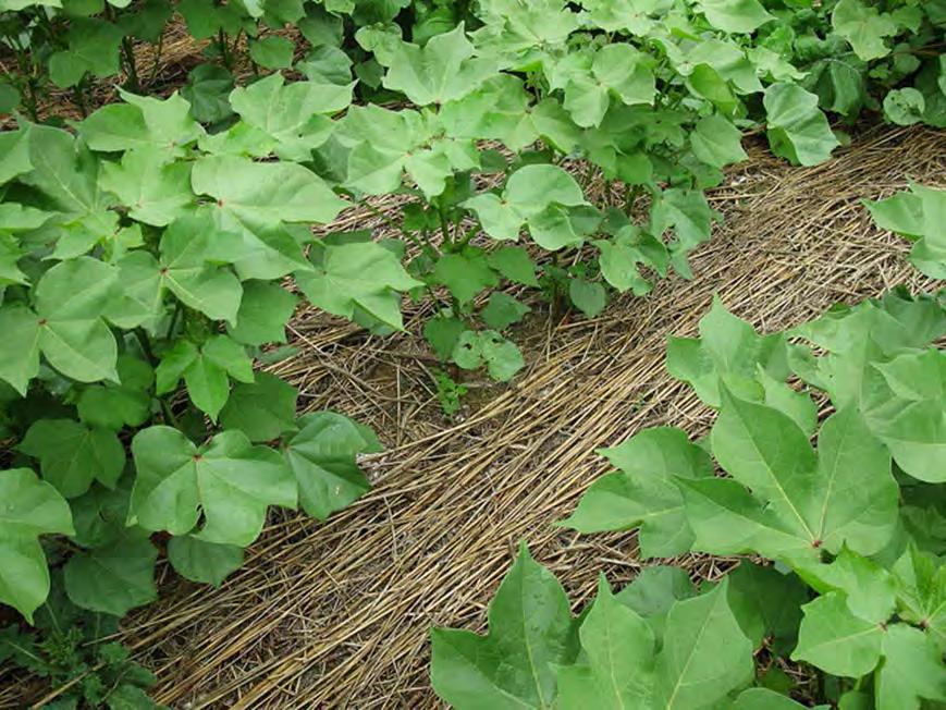 Cover crop types: Legumes vs. non-leguminous Low-growing vs.