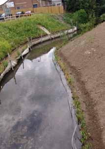 They are usually used in combination to reform water margins and wetland areas.
