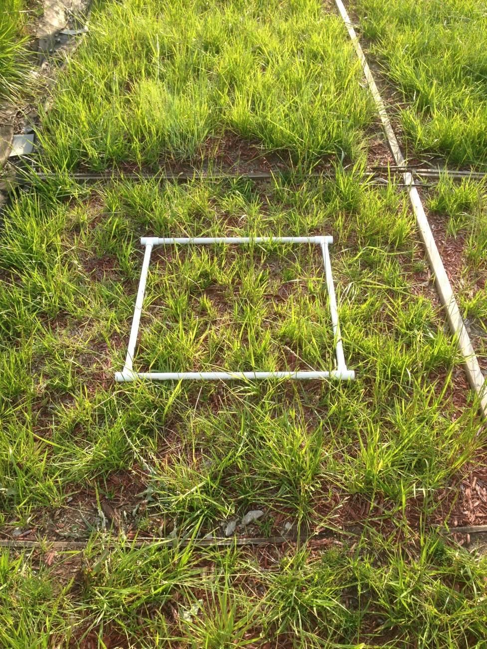 GRASS DENSITY Number of sprouts in a 0.6 m by 0.
