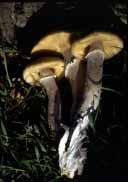Landscape Notes Vol 17 no. 5 & 6 January 2004 Disease Notes: Armillaria Root Rot Robert Hartig (1839-1901) is considered the father of Forest Pathology.