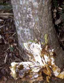 The fungus prefers dead tissue over living tissue and once killed, the fungus moves through the dead wood more rapidly than through the living wood (Raabe, personnel communication).