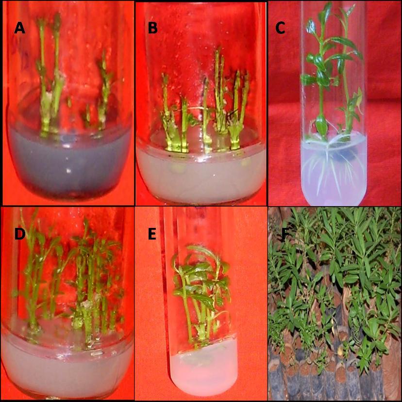 International Journal of Scientific and Research Publications, Volume 2, Issue 8, August 2012 7 Figure 1: Direct shoot induction and Rhizogenesis of A. curassavica in MS and L2 media. A. Shoot bud initiation from axillary buds on MS media B.