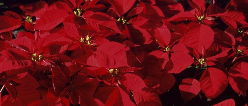POINSETTIAS When shopping for a poinsettia or any other of the familiar holiday plants, keep some tips in mind. Look for plants with healthy green foliage.