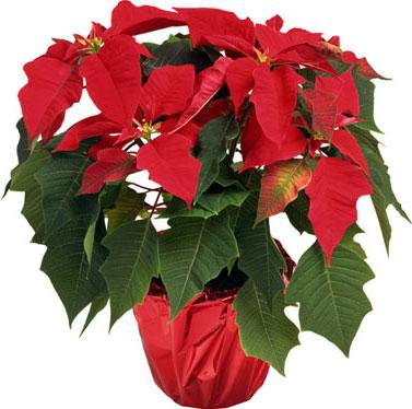 water has drained into the saucer, drain the saucer into the sink. If roots are waterlogged, they will rot. Temperatures should be between 60 and 72 F for a poinsettia to thrive.