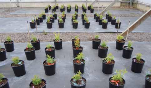 Growing Knowledge Something new in the mix Researchers evaluate alternative substrates for ornamental crop production in the Pacific Northwest ability, consistency, and meeting the increased interest