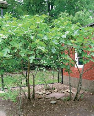 Edible fruit trees can be mixed in among non-fruiting species or installed as an orchard or grove, possibly associated with a designated vegetable garden or some other type of appropriate setting
