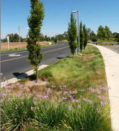 CIRCULATION AND STREETSCAPE DESIGN 4 4.5.2. Street Trees Street trees play an important role in creating attractive, comfortable, and walkable streetscapes.