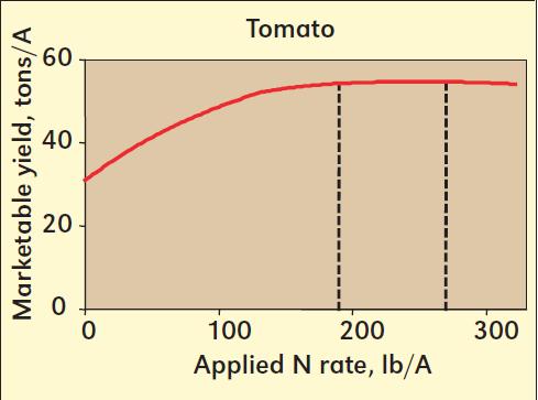 TOMATO What are your yields?