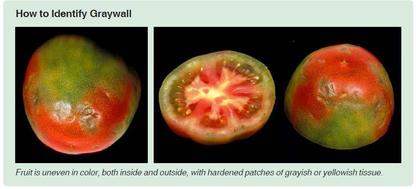 TOMATO Gray wall or blotchy ripening