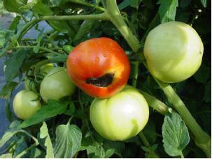 PEPPER & TOMATO Blossom end rot Related to Ca deficiency Caused by low Ca