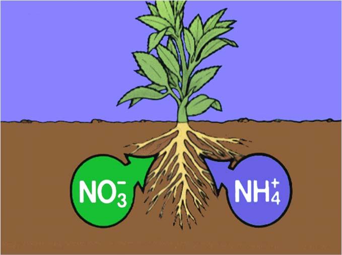 Transformation Residues Containing Nitrogen Carbohydrates Cellulose Proteins Lignin CO 2 Protein Lignin Humus Containing NH4+ or NO3- ORGANIC MATTER TEMPERATURE RAINFALL AMOUNT OF RESIDUE = % SOIL