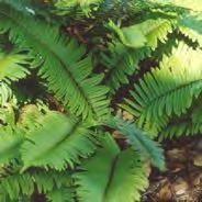 Parthenocissus quinquefolia Virginia Creeper Vaccinium 'Northcountry'