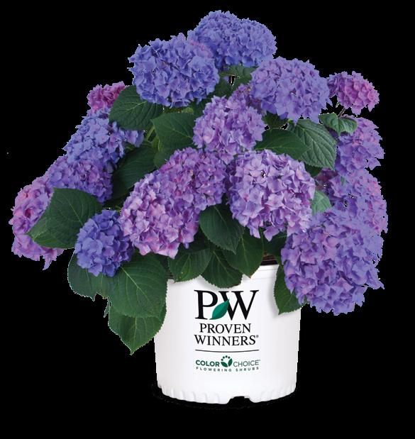 Proven Winners ColorChoice Shrubs are not just