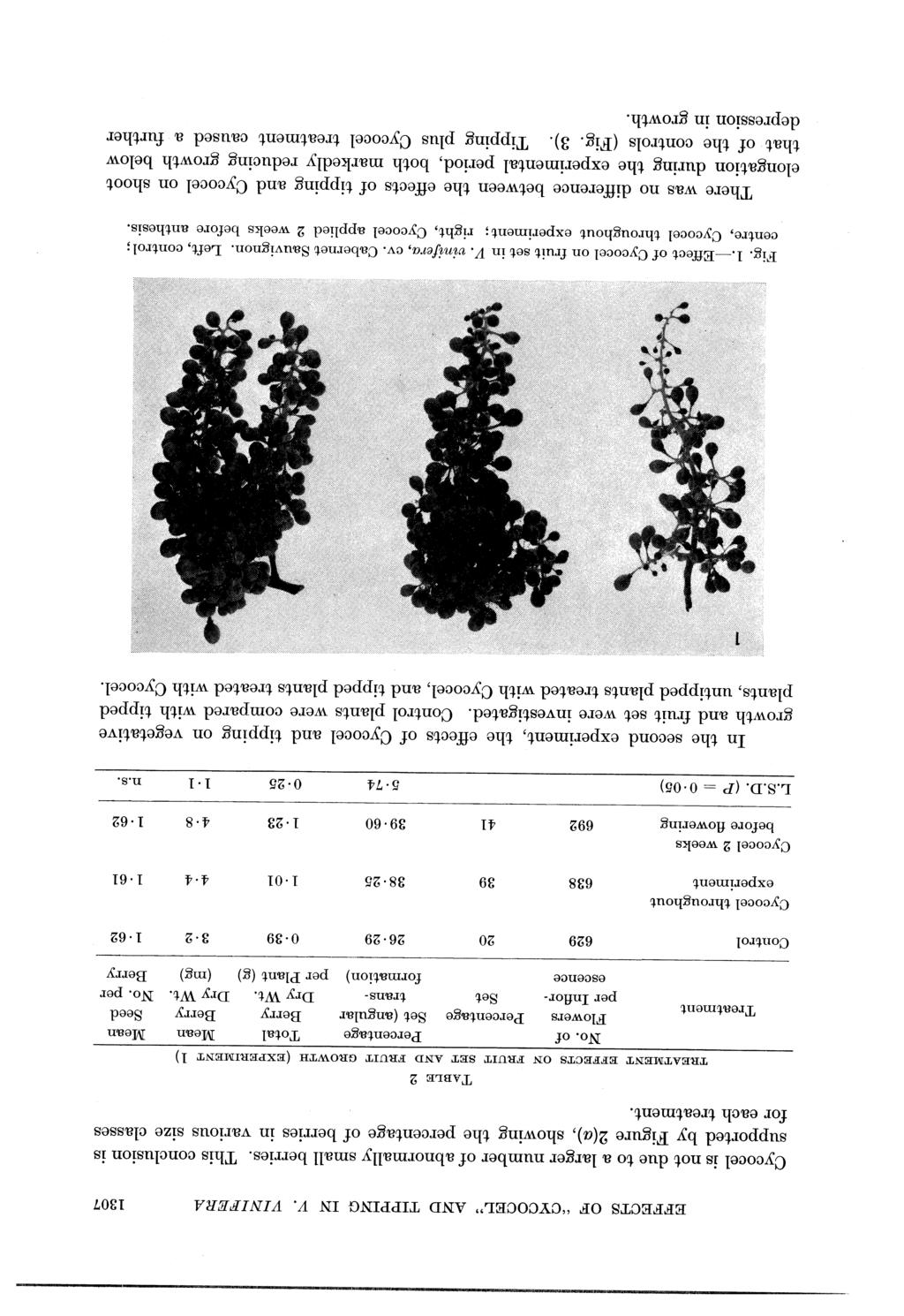 EFFECTS OF "CYCOCEL" AND TIPPING IN V. VINIFERA 1307 Cycocel is not due to a larger number of abnormally small berries.