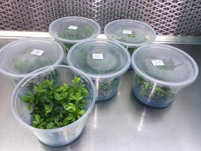 Propagation by tissue culture Starting material: nucellar embryos or buds from foundation trees (DPI).