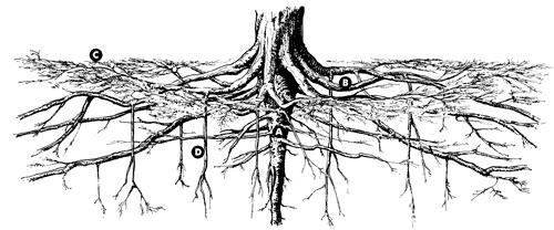 Typical architecture of a woody tree D B C A A B C D Tap root - provides main support and anchorage Lateral roots - spread horizontally and help support and