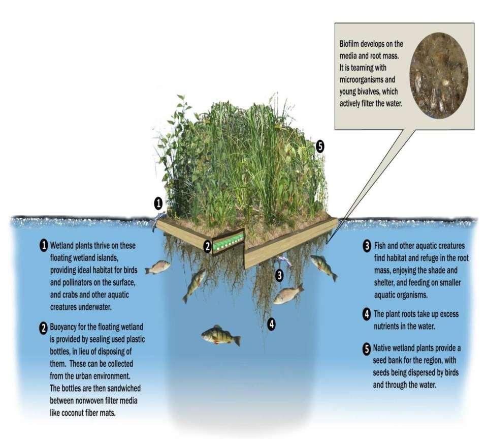 Floating wetlands provide biofiltration