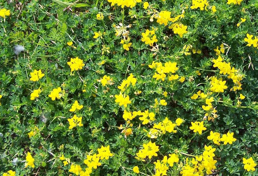 Bird s-foot trefoil (Lotus corniculatus L.) Description: Bird s-foot trefoil is an invasive species that creates tangled mats of dense growth that can choke out other plants.