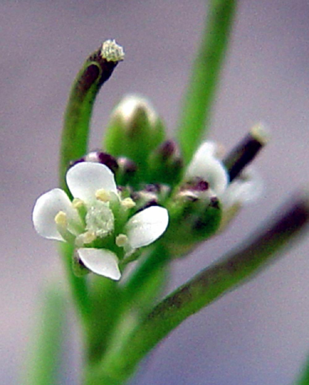 The fruit is an elongated flattened capsule called a silique (Figure 5), which is about 1 inch long. Flowers and fruit of Pennsylvania bittercress are very similar.