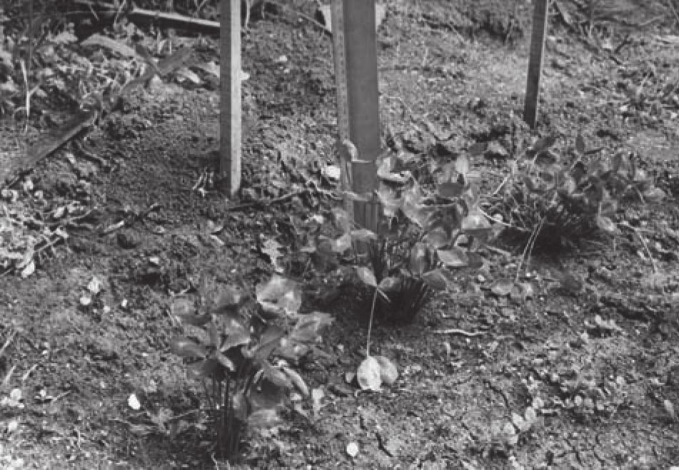 Figure 4: The seedlings transferred to the experimentation garden. DISCUSSION Figure 3: The rooted shoot (young seedling) on the PC-L2 supplemented with 1 mg/1 NAA. The most widely used forms of T.