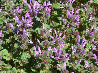 appears in early spring It has square stems and is a member of the mint family Flowers are pinkish to purple and trumpet shaped
