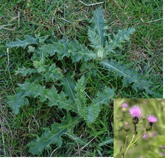 visible from June to August Canada thistle is a very difficult weed to control due to an extensive root system Pulling is