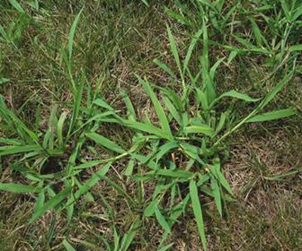 Herbicide control is usually the best control method Large crabgrass and Smooth crabgrass Crabgrass can be identified from other