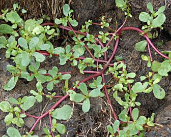 of the leaf Plants can easily be pulled in moist soil Purslane Purslane is typically found in areas where growth of other plants is not vigorous