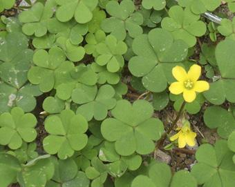 Oxalis Oxalis is also known as creeping woodsorrel This plant is often mistaken for clover because of its shamrock type leaves.