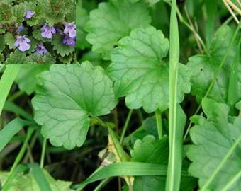 Creeping Charlie Creeping Charlie is also known as ground ivy It is a low growing perennial and thrives in shady areas Leaves are small, round, and