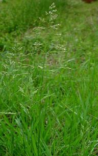 pulling This weed is extremely difficult to manage Kentucky bluegrass Kentucky Bluegrass is a common turfgrass used in lawns It can become a problem